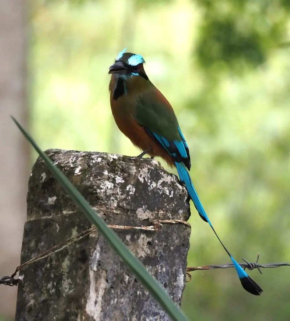 La leyenda maya del pájaro Toh «el pájaro reloj» – fotografía 2