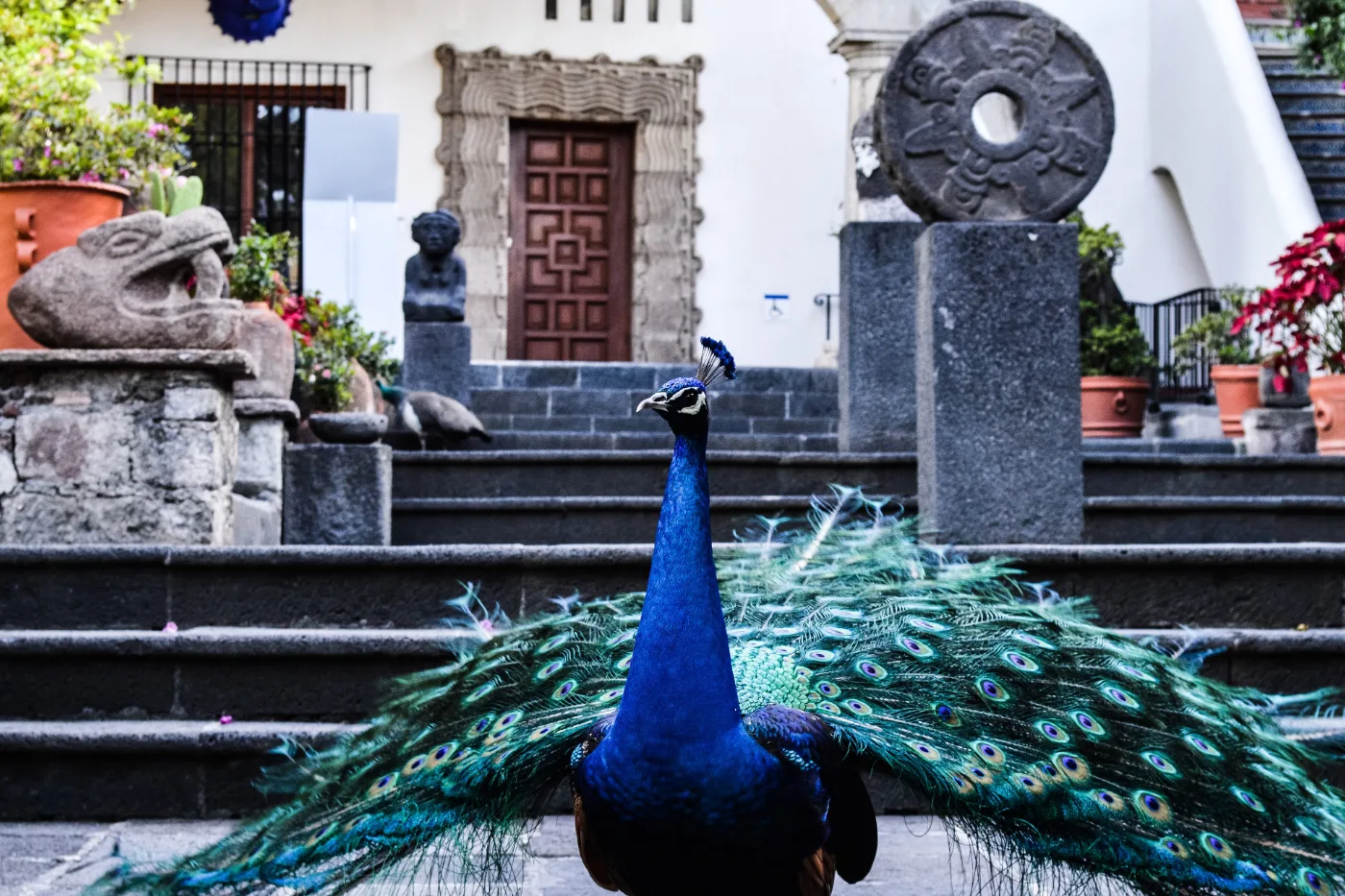 Pavo real con la cola desplegada ante la hacienda del Museo Dolores Olmedo, en Xochimilco
