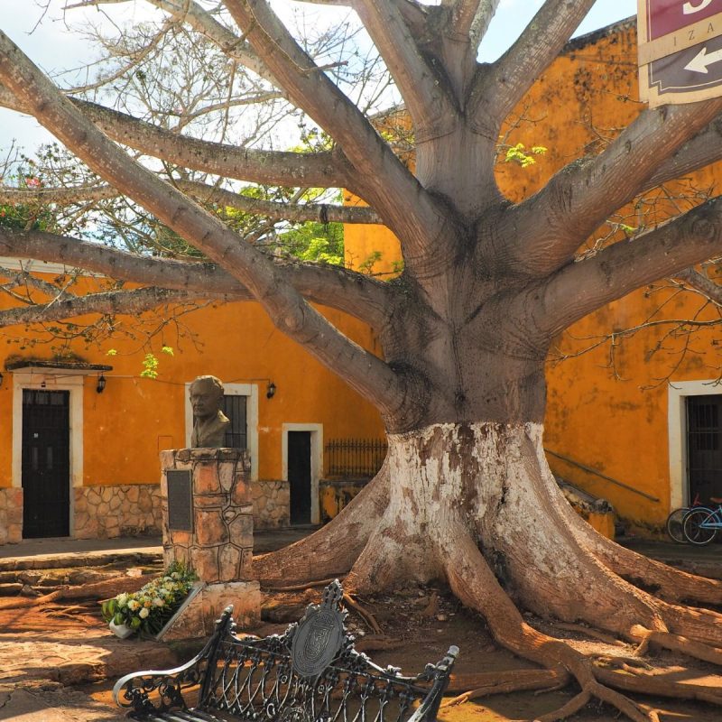 Fotografía de La ceiba, el árbol sagrado de los mayas