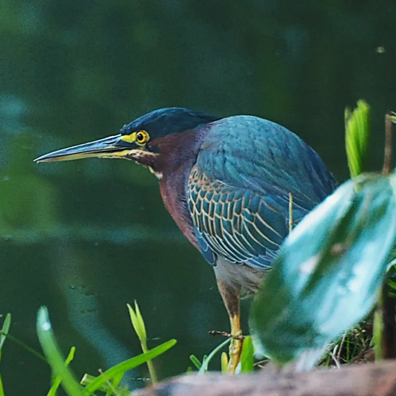 Garza verde al acecho en la orilla del agua, en Yucatán