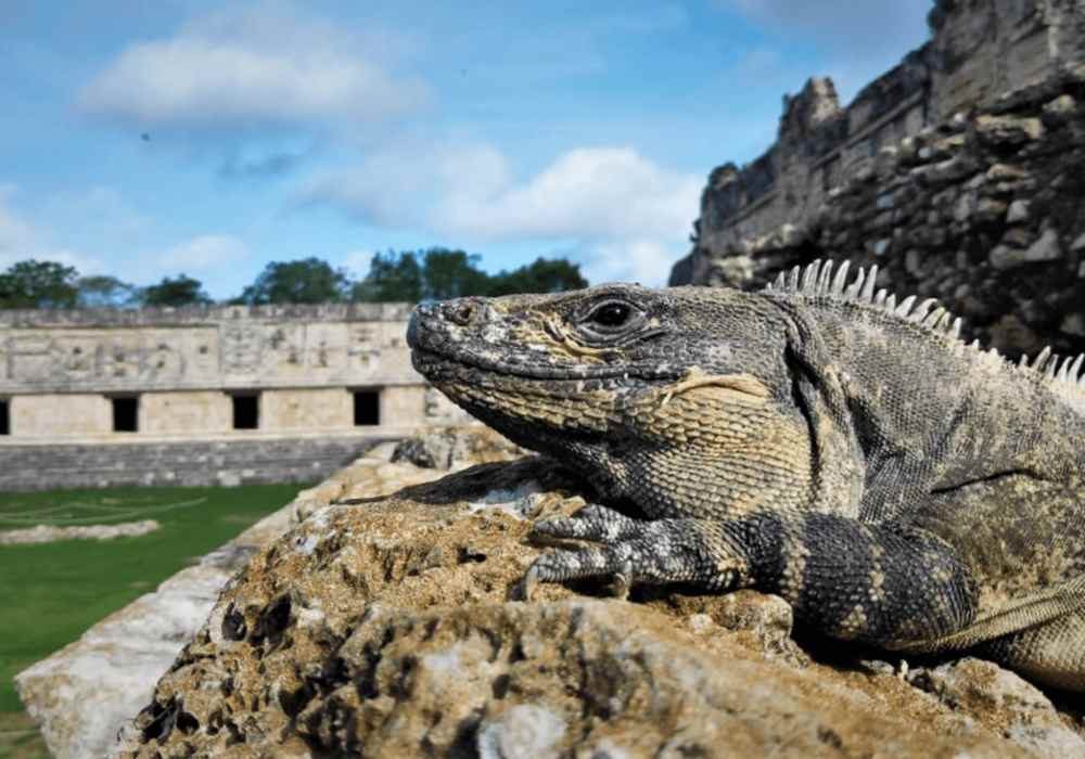 iguana-ruinas