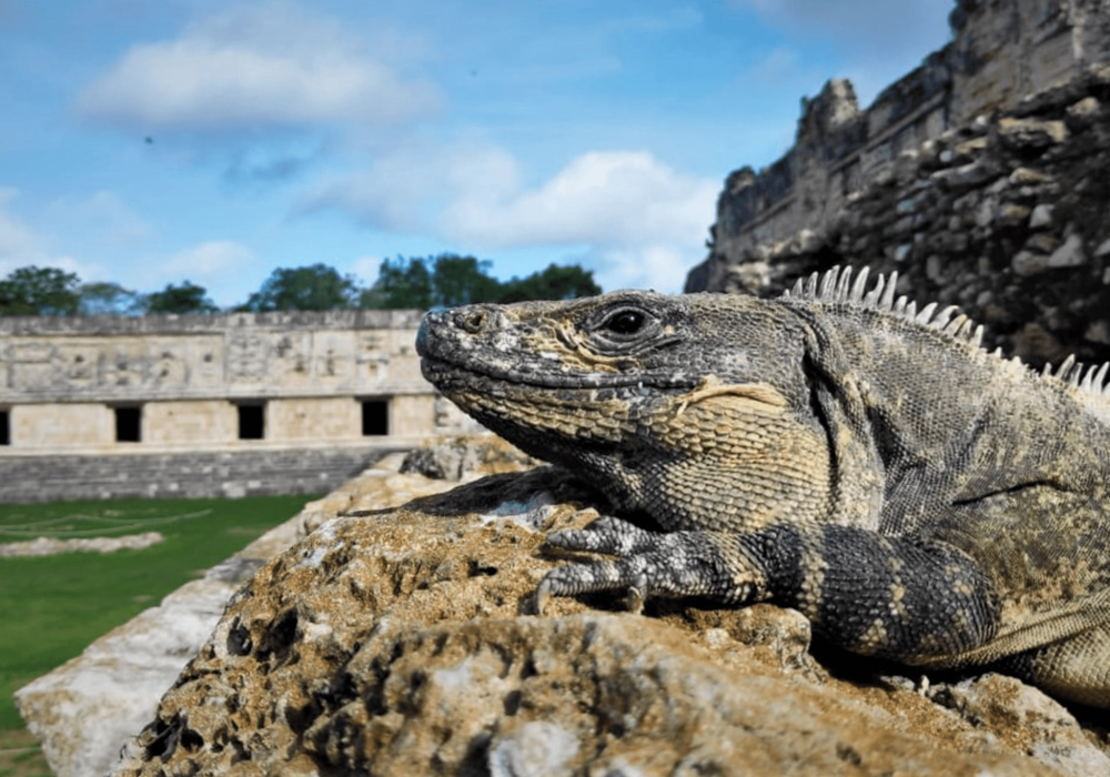 iguana ruinas